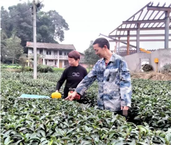 雅安市雨城区代表曹福春：让茶叶成为乡村振兴的致富“黄IM体育金叶”